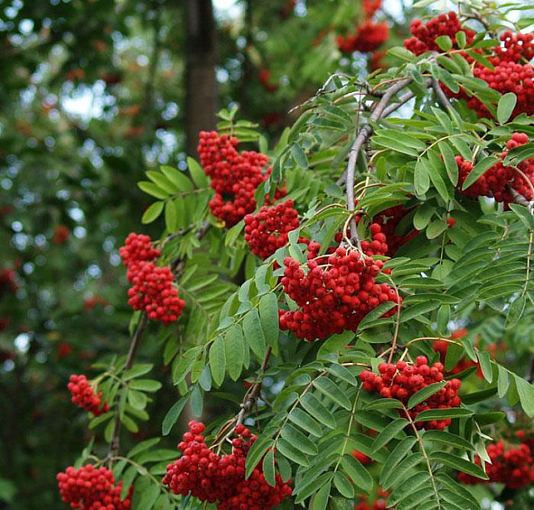 Рябина обыкновенная