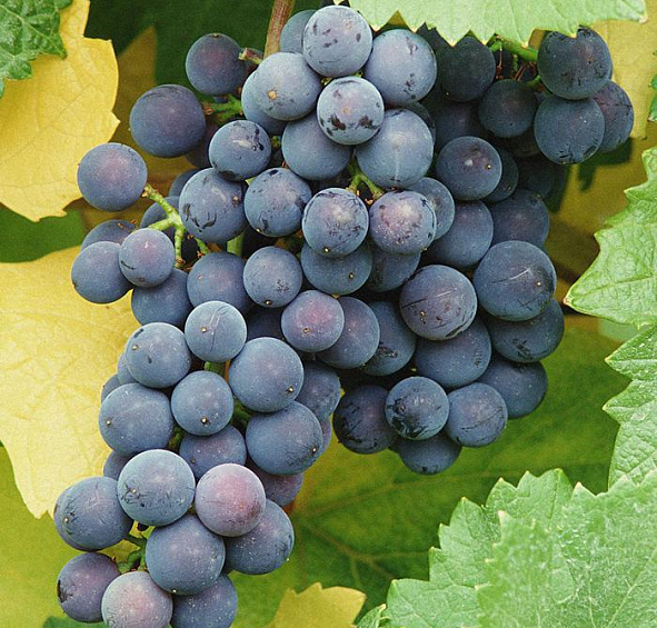 Виноград Альфа