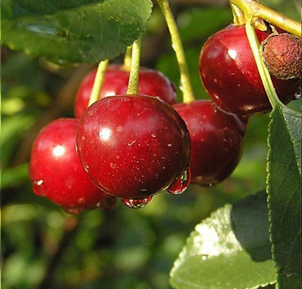 Вишня обыкновенная 'Тургеневская'