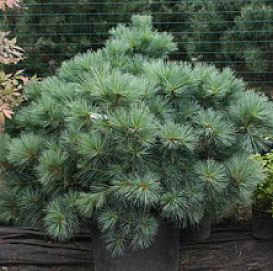 Сосна веймутова 'Макопин'