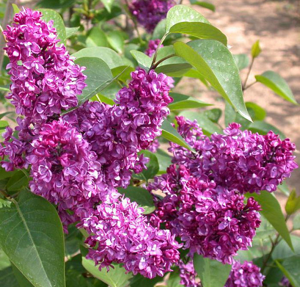 Сирень обыкновенная 'Шарль Жоли' (фиолетовая)