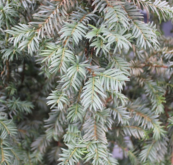 Тис ягодный 'Шварцгрун'