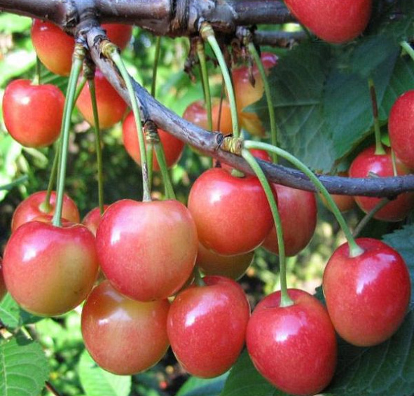 Черешня 'Юлия'