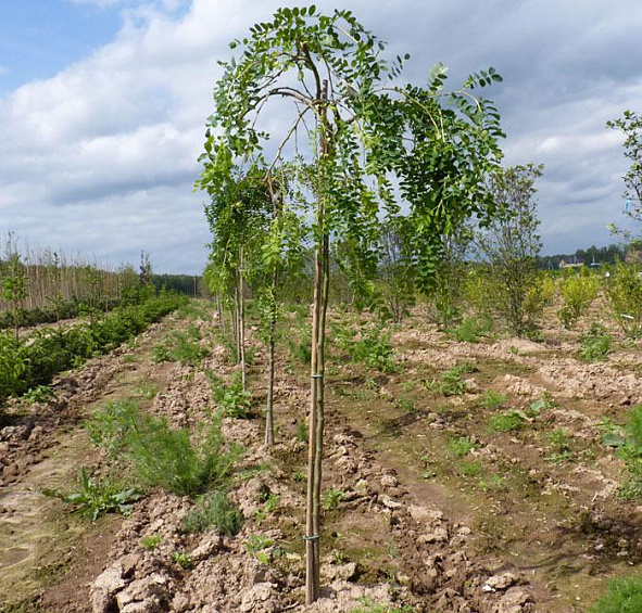 Акация древовидная 'Пендула'