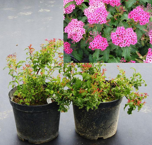 Спирея японская 'Криспа'