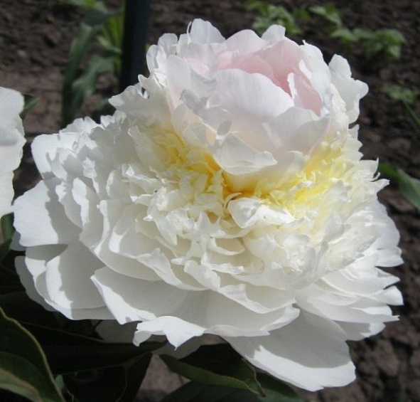 Пион Блаш Квин (Blush Queen)