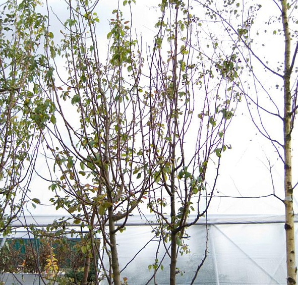 Яблоня декоративная 'Стрит Парад'