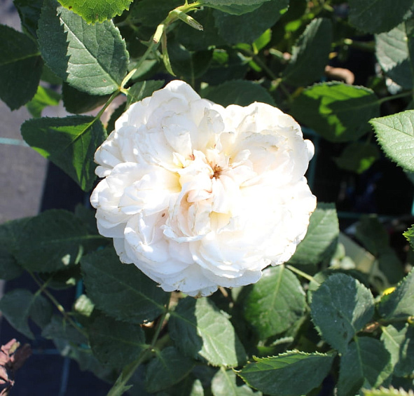 Роза 'Эмили Бронте' (парковая) (розово - персиковая)