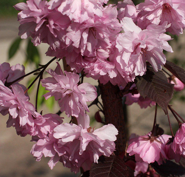 Слива растопыренная 'Роял Бургунди'