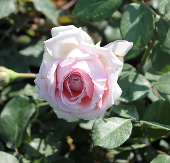  Роза Барбадос (Barbados)