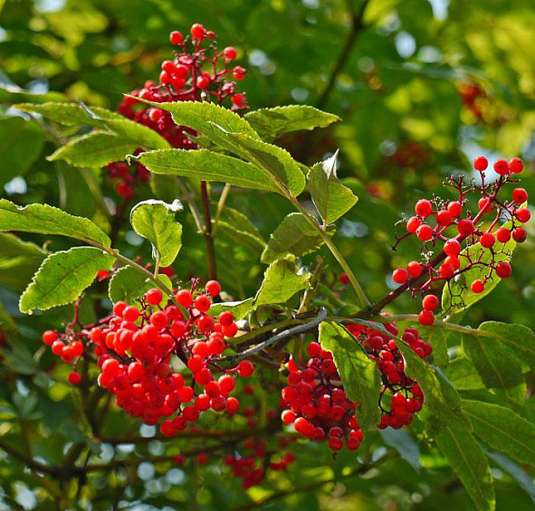 Бузина красная 'Плюмоза Аурея'