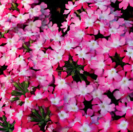 Вербена гибридная 'Обсешн Твистер Ред' (красно-белая)