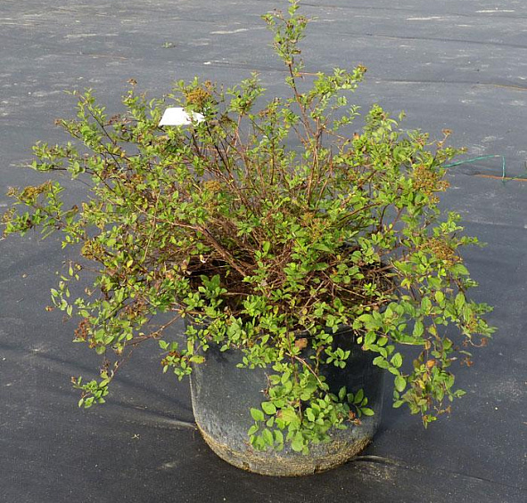 Спирея японская 'Литл Принцесс'