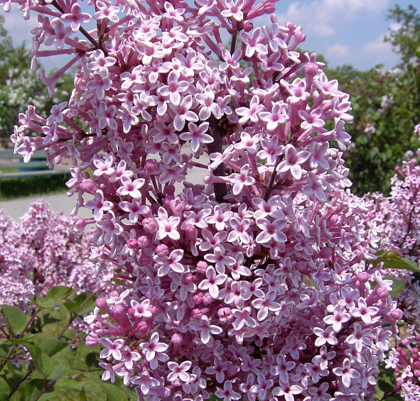 Сирень Джози (Josee)