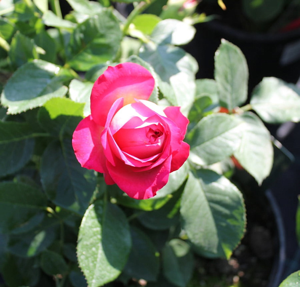 Роза 'Корфу' (чайно-гибридная) (желто - малиновая)