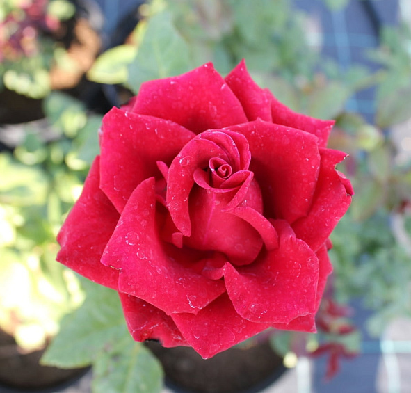 Роза 'Саше' (Флорибунда) (ярко красными)						