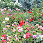 Фотоальбом Семинар по уходу за розами от 25.06 Семинар по уходу за розами от 25.06