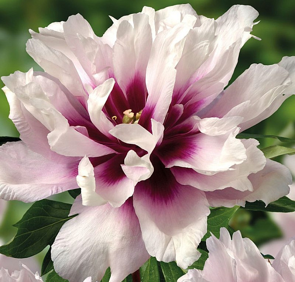 Пион Ито-гибрид Кора Луиза (Cora Louise)