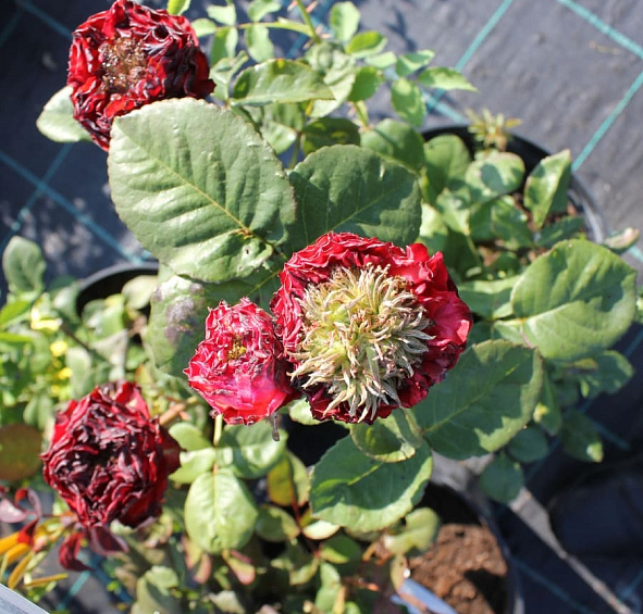 Роза 'Ред Ай' (чайно-гибридная) (красная)