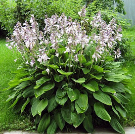 Хоста вздутая