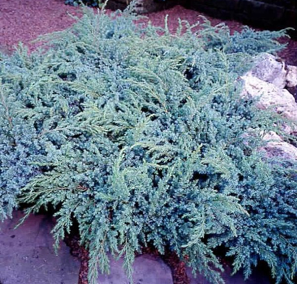 Можжевельник чешуйчатый 'Ханнеторп'