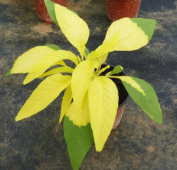 Амарант Трехцветный Аурора