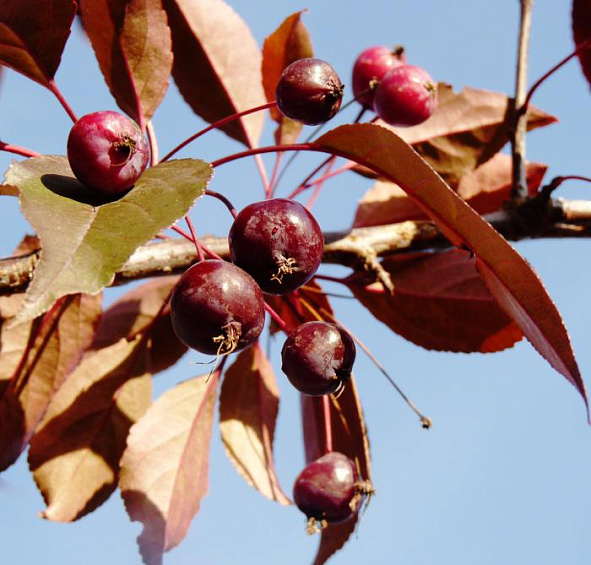 Яблоня декоративная 'Роялти'