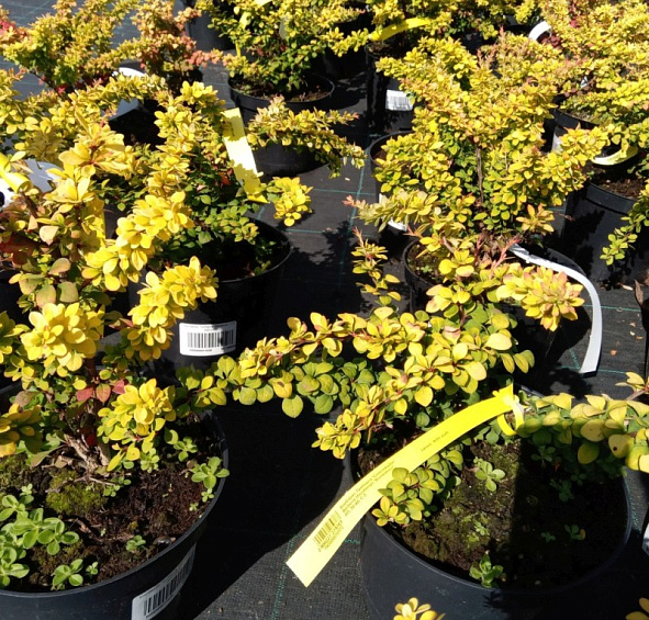 Барбарис Тунберга 'Сенсейшен'