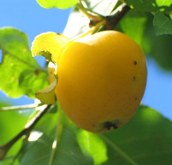 Яблоня домашняя 'Китайка Золотая'