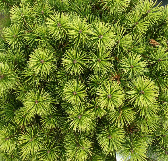 Сосна горная 'Офир'