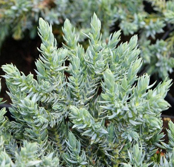 Можжевельник чешуйчатый Тропикал Блю (Tropical Blue)