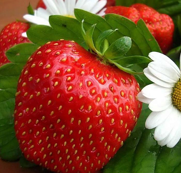 Земляника (клубника) 'Золушка'