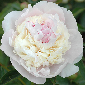 Пион молочноцветковый 'Элис Хардинг'