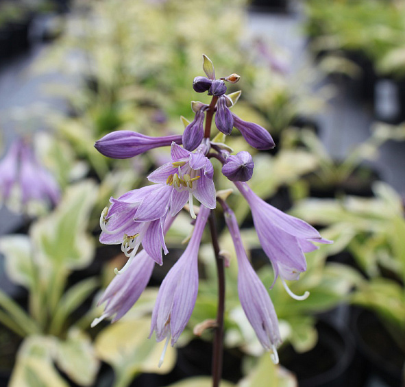 Хоста Зибольда