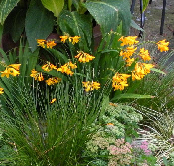 Крокосмия 'Колумбус'