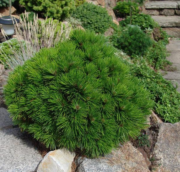 Сосна гельдрейха (боснийская, белокорая) 'Компакт Джем'