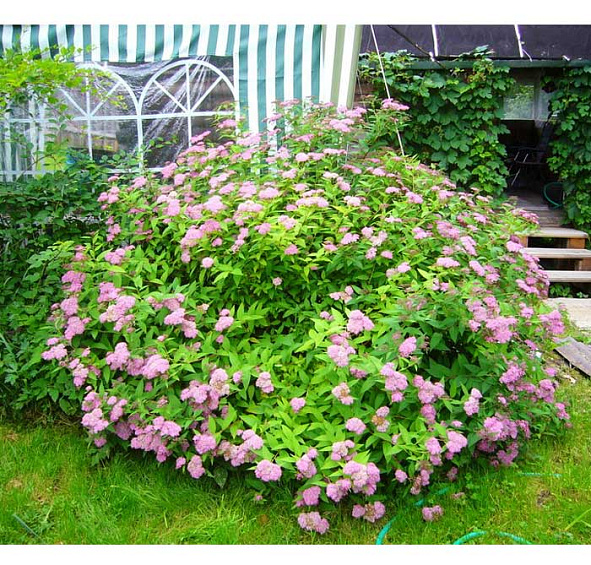 Спирея японская 'Криспа'