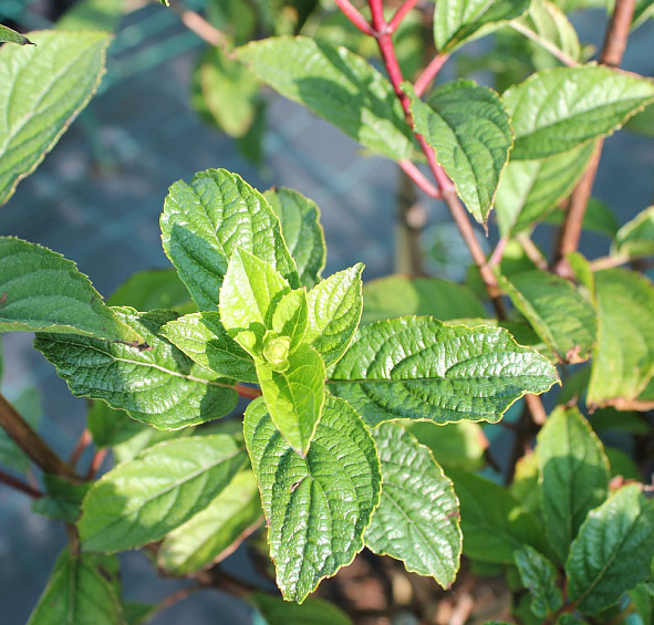 Гортензия метельчатая 'Ванилла Фрейз'