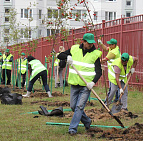 Фотоальбом Наш лес. Посади дерево 2015 13