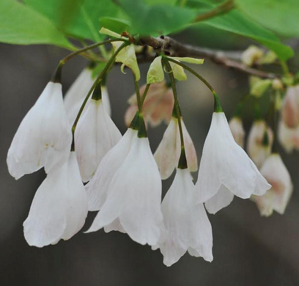 Халезия  каролинская