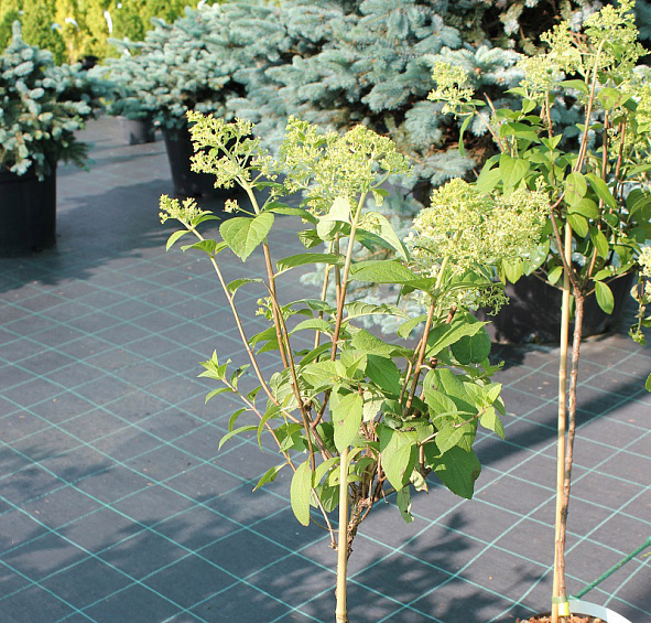 Гортензия метельчатая 'Бобо'