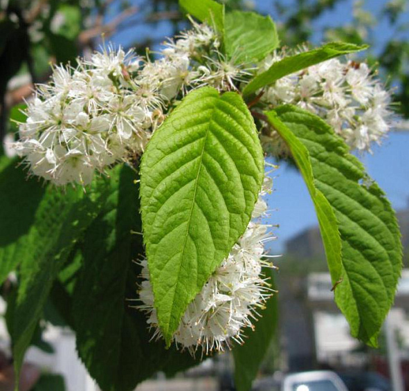Черёмуха Маака Амбер Бьюти