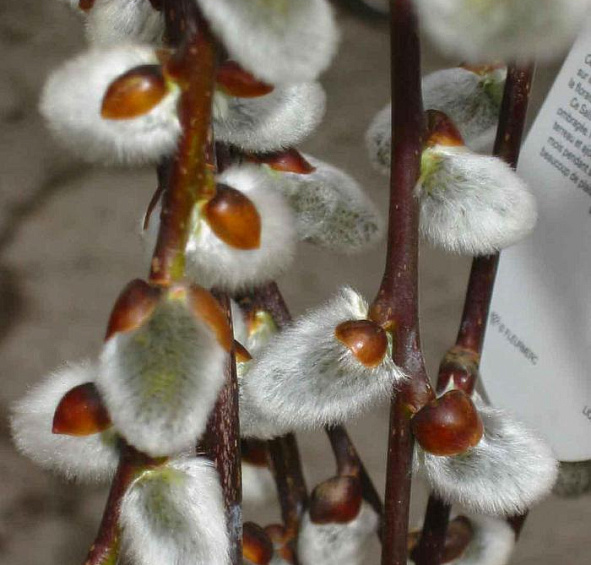 Ива козья 'Килмарнок'