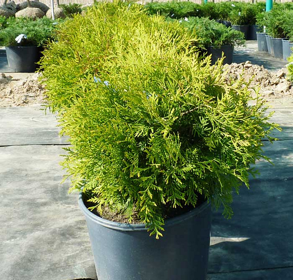 Туя западная 'Голден Глоб'