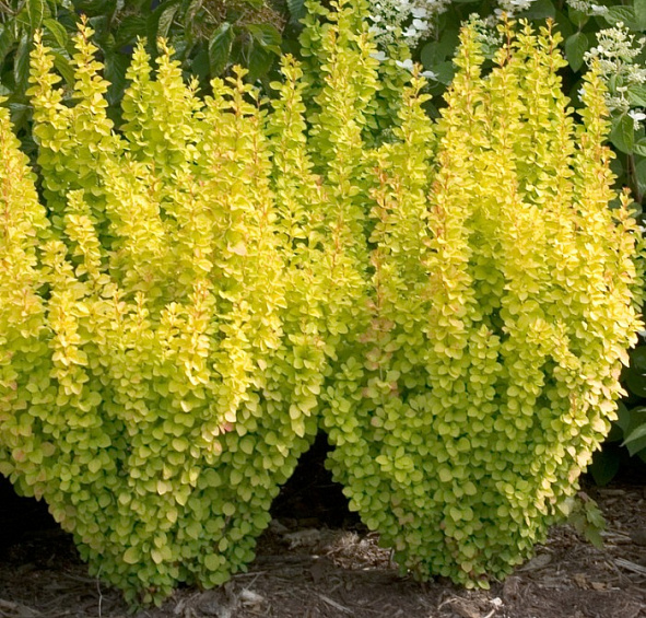 Барбарис Тунберга 'Голден Торч'