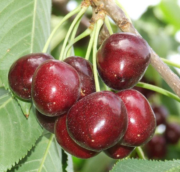 Черешня Мичуринская поздняя