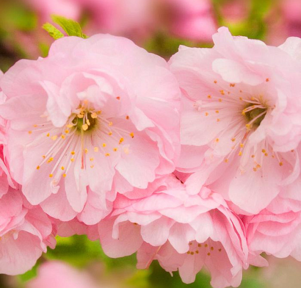 Миндаль трехлопастный