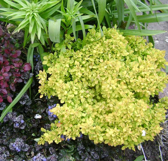 Барбарис Тунберга 'Тини Голд'