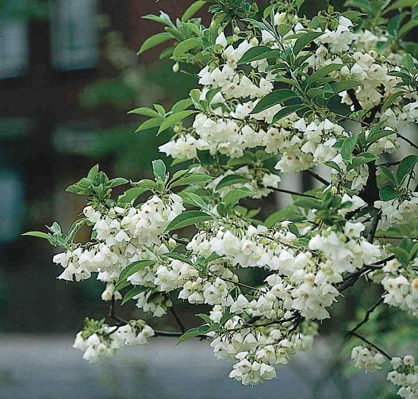 Халезия  каролинская