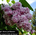 Фотоальбом Коллекция сиреней Коллекция сирени 17